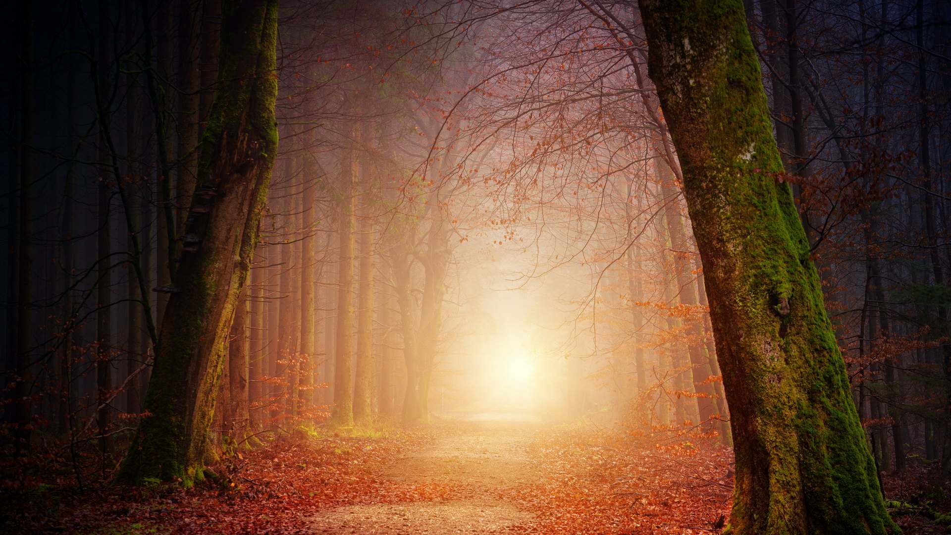 Photo of the forest with a glowing inviting light